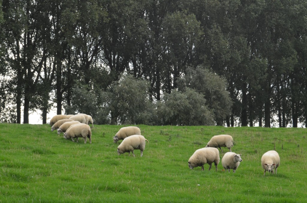 Lots of sheep, lots of cows.