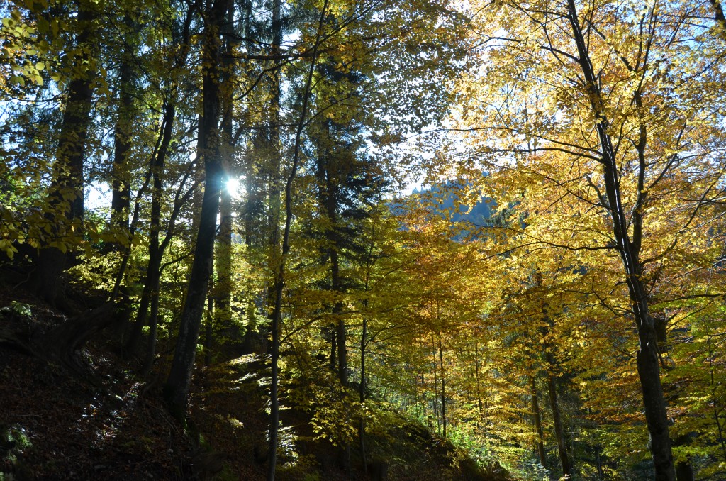 Nice walk through the fall leaves on the way back down.