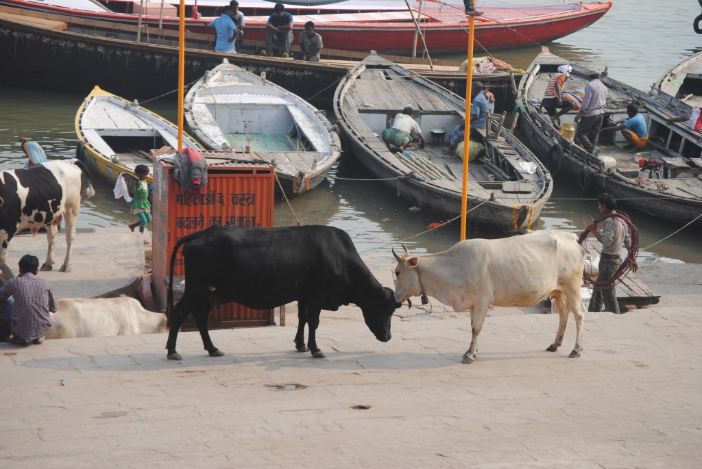 Cows lick each other while they hang out along the Ganges.