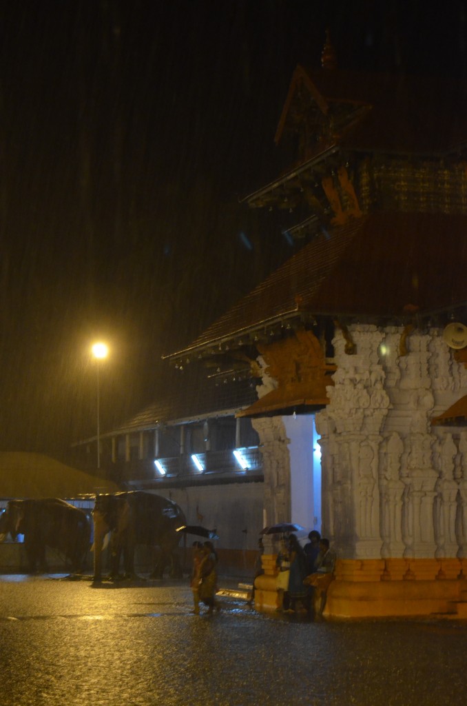 The elephants did not mind the rain at all.