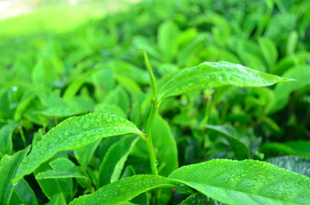 The "two leaves and a bud" that are used for tea stick out the top of the plant above the rest of the leaves. Those lower leaves are not used for tea.