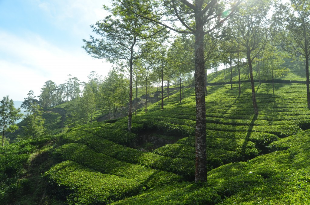 The tree plantation was surrounded by eucalyptus trees used for fuel to dry and manufacture the tea. And they make the landscape look even more beautiful, too!