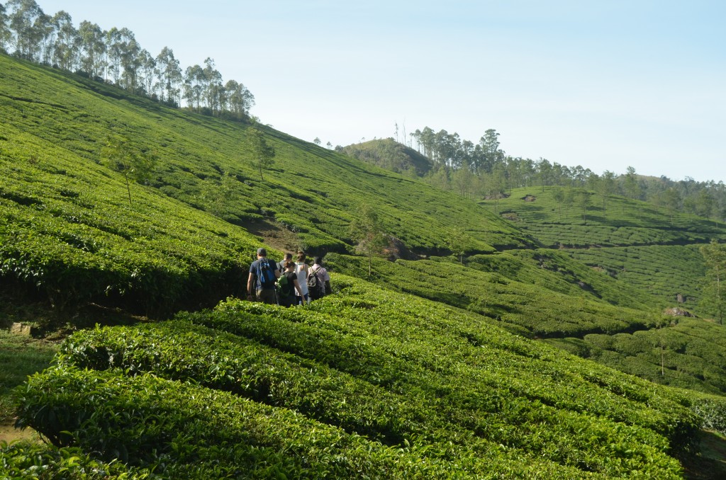 At the start of our trek up through the tea fields.