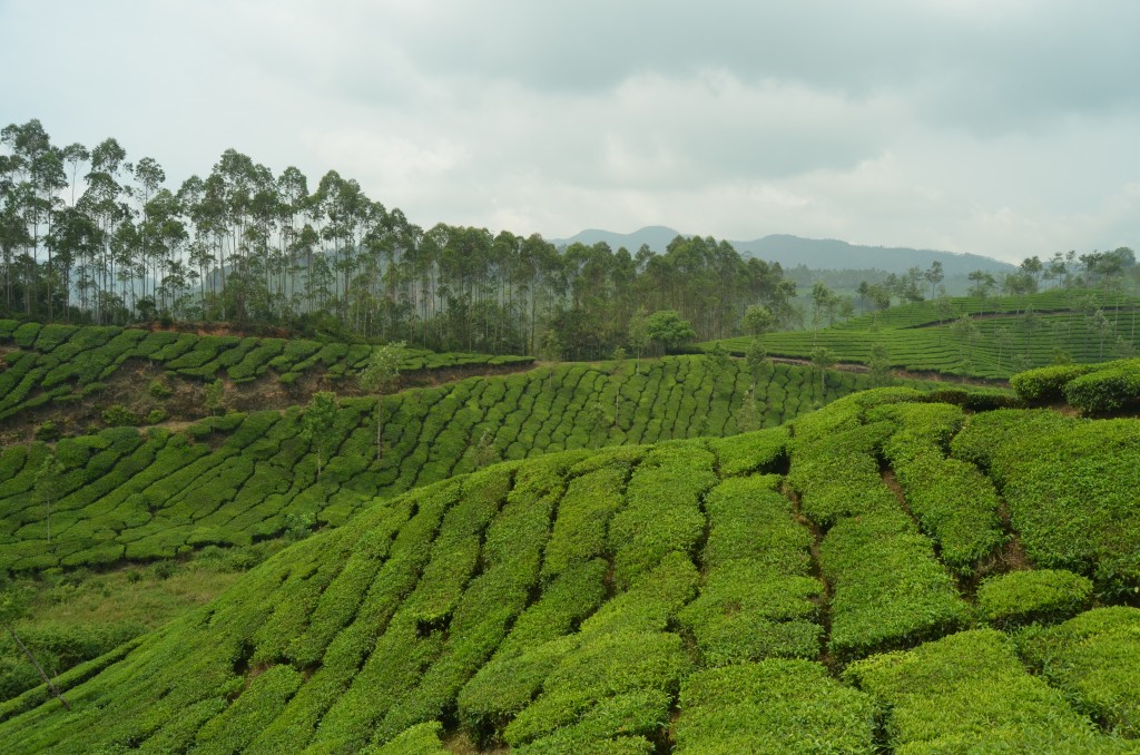 A view of the tea fields and a sense of how they look like carpet.