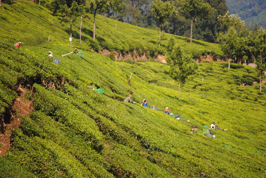 Women picking tea. They have the most incredible fingers to pick the correct part of the tea very quickly--they pick 50 kgs a day! 