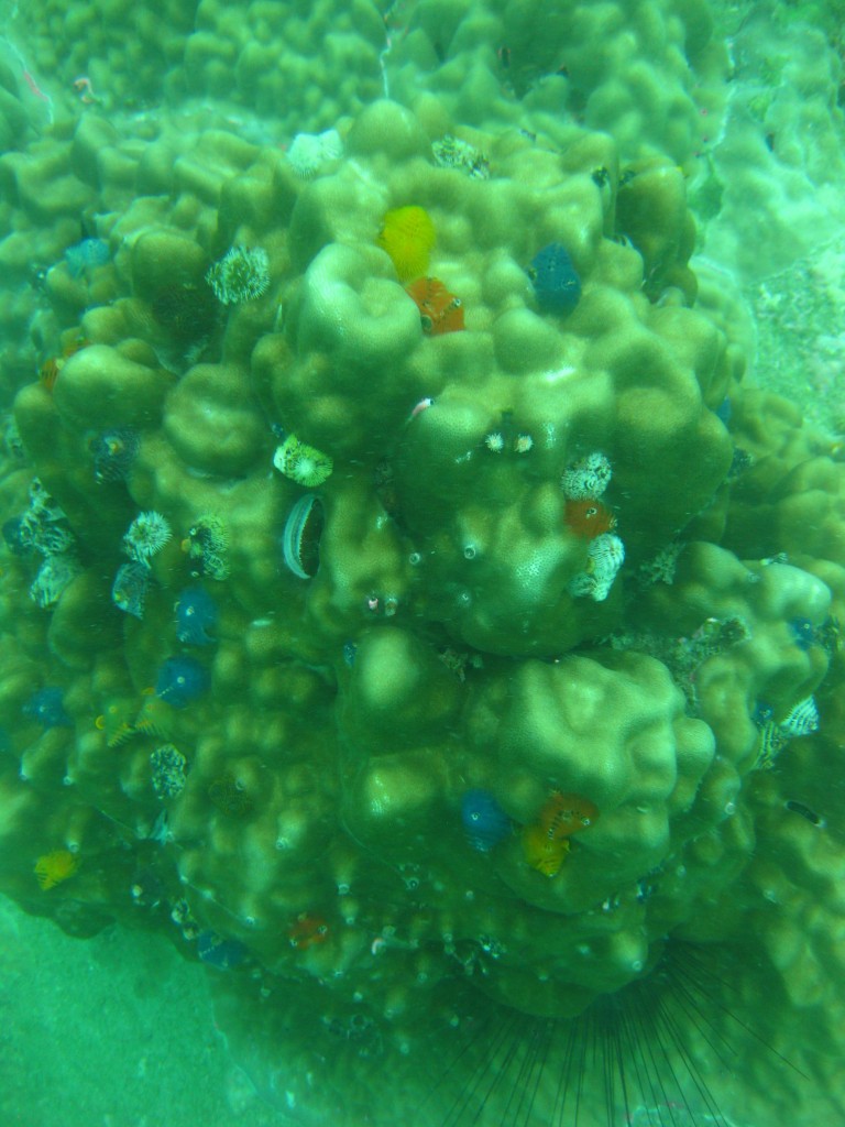 Christmas tree worms that would suck themselves into the rock when you got too close.